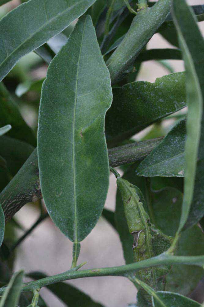            Unifoliolate leaf of  Citrus clementina            (Arrufatina, Riverside, CA)   